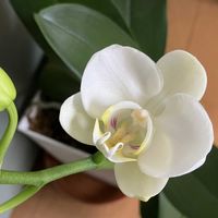 ウォーターマッシュルーム,胡蝶蘭,ミニ胡蝶蘭,出窓組,災害復旧の祈りの画像