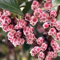 キジムシロ,レンゲソウ,レンゲ,ヒサカキ,スズメノエンドウの画像