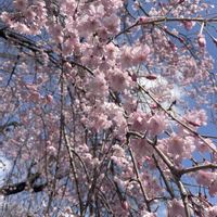お花,花のある暮らし,植物のある暮らし,ありがとう♡,さくら 桜 サクラの画像