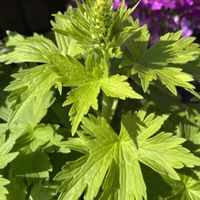 クンシラン,スノーフレーク,ブルーベリー,ジャスミン,君子蘭の画像