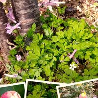 ヒトリシズカ,ユリオプスデージー,オステオスペルマム ザイール バリエガータ,食虫植物・サラセニア,キンキマメザクラの画像