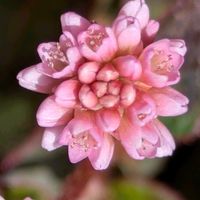 ヒメツルソバ,ヒメツルソバ,庭の画像