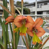 グラジオラス,グラジオラス　アラタス,秋植え球根,山野草,原種の画像