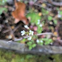 タネツケバナの画像