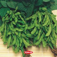 枝豆,エダマメ,エダマメ,タネ,種から育てるの画像
