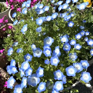 ドウダンツツジ,ネモフィラ,ムスカリ,八重咲きストック,ヒナソウの画像