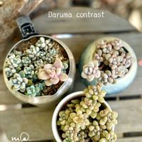 だるま秀麗,姫だるま秀麗,多肉植物,多肉植物のある暮らし,ベランダの画像