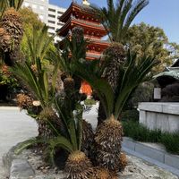 コブシ,ソテツ,菜の花,クスノキ,ワラビの画像