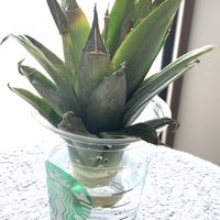 パイナップル,パイナップル科,パイナップル栽培,家庭菜園の画像