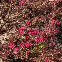 ギョリュウバイの画像