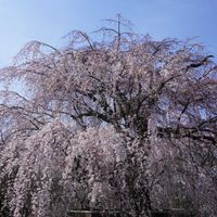 サクラ,祇園枝垂桜,京都,緑のある暮らし,国花の画像