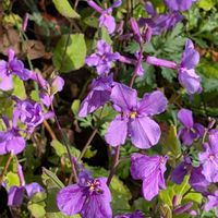 ムラサキハナナの画像