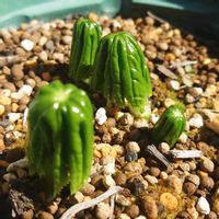 ムサシアブミ,ハッカクレン,西洋オキナグサ,ガーデニング,山野草の画像