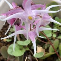 イカリソウ,イカリソウ,イカリソウ,開花,可愛いの画像