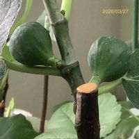 イチジク,いちじく,挿し木,室内栽培,鉢栽培の画像