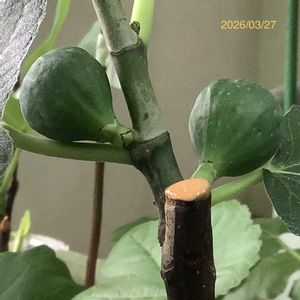 イチジク,いちじく,挿し木,室内栽培,鉢栽培の画像
