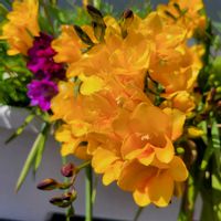 チューリップ,フリージア,ムスカリ,ガーデニング,我が家の花壇の画像