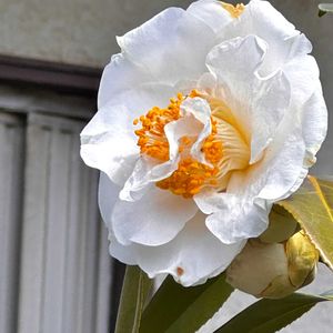 ナツツバキの画像