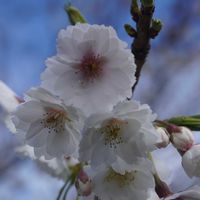 サクラ,八重咲きの桜,東寺  金堂,京都,白い花の画像