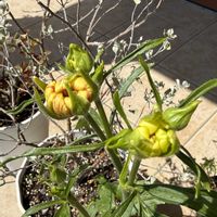 クレマチス,クレマチス,ラナンキュラス,クレマチス  カートマニージョー,シロバナサギゴケの画像