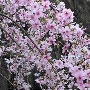 オカメザクラ,サクラ,ソメイヨシノ,枝垂れ桜,大島桜の画像