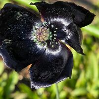 ポピー,花のある暮らし,スマホ撮影,癒やし,畑の画像