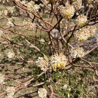 ミツマタの画像