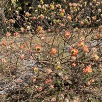 ミツマタの画像