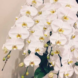 ファレノプシス,ファレノプシス,胡蝶蘭,エレガント,お祝い花の画像