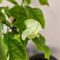 シレネ,ブーゲンビリア,謎の雑草,鉢植え,明るい日陰の画像