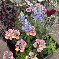 アークトチス,ガウラ,キンギョソウ,ネメシア,ブルーサルビアの画像