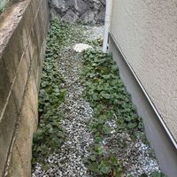 ユキノシタの画像