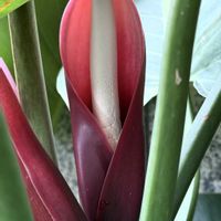 フィロデンドロンの画像