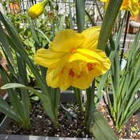 水仙,ガーデニング,可愛い,咲いた！,黄色い花の画像