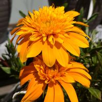 ガザニア,ガザニア,ガーデニング,自然,癒される風景♡の画像