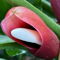 フィロデンドロンの画像