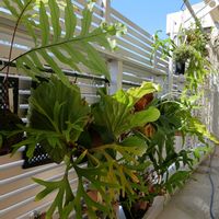 ネペンテス,ビカクシダ マウントキッチャクード,チーム愛知,おうち園芸,ベランダの画像