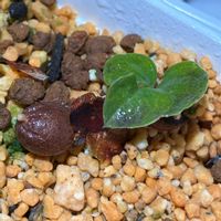 アフリカ亀甲竜,実生っ子の画像