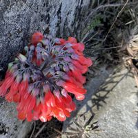 キンチョウの画像