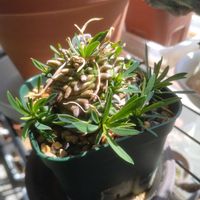 ユーフォルビア・オベサ鉄甲,ユーフォルビアの画像