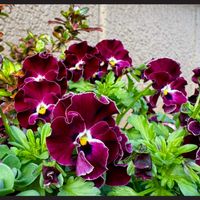 ムスカリ,ビオラ　ラブラドリカ,ペチコート水仙,ビオラ ミルフル,プレミアム サフィニアの画像