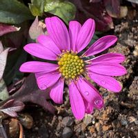 ブラキカム,ブラキカム 星空マムの画像