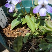 スミレ,スモモ,ユキヤナギ,クレマチス  カートマニージョー,スモモ ハリウッドの画像