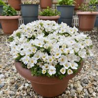 ステラ,PR,ガーデニング初心者,PW,Proven Winnersの画像