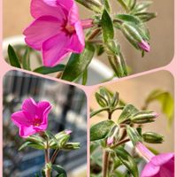 アリッサム,シバザクラ,スミレ,ハボタン,水菜の画像