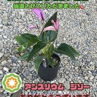 アンスリウム,PR,アンスリウムジゾー,greenroad.plants,観葉植物プレゼント企画の画像
