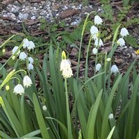 スズランの画像