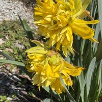 スイセン,ラッパスイセン,ガーデニング,にわの画像