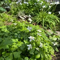 ニリンソウの画像