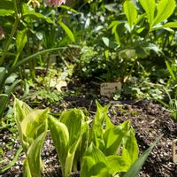 ギボウシ（ホスタ）の画像